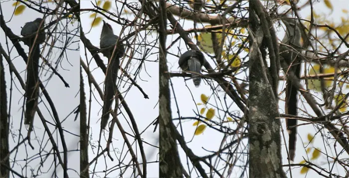 File:Green-billed Malkoha (Phaenicophaeus tristis) at Jayanti, Duars, West Bengal W.jpg