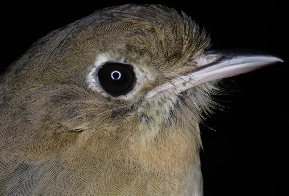 File:Grallaria rufula saltuensis (15014984523).jpg
