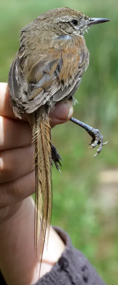 File:Asthenes perijana (15611442966).jpg