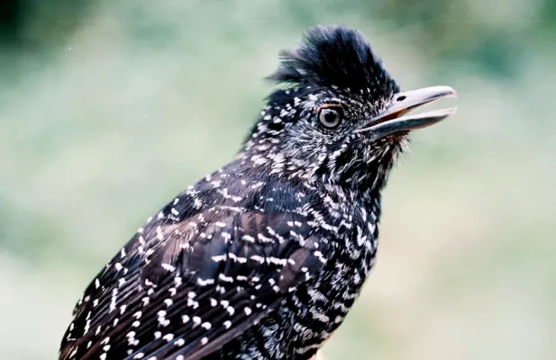 File:Thamnophilus tenuepunctatus (15550235155).jpg