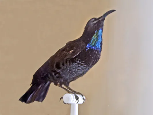 File:Paradisaeidae - Ptiloris paradiseus.JPG
