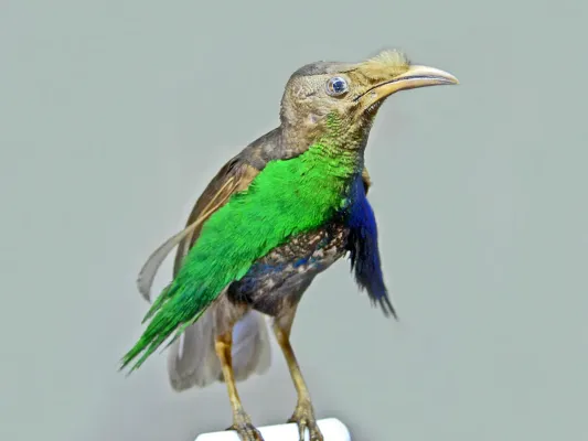File:Paradisaeidae - Semioptera wallacii wallacii.JPG