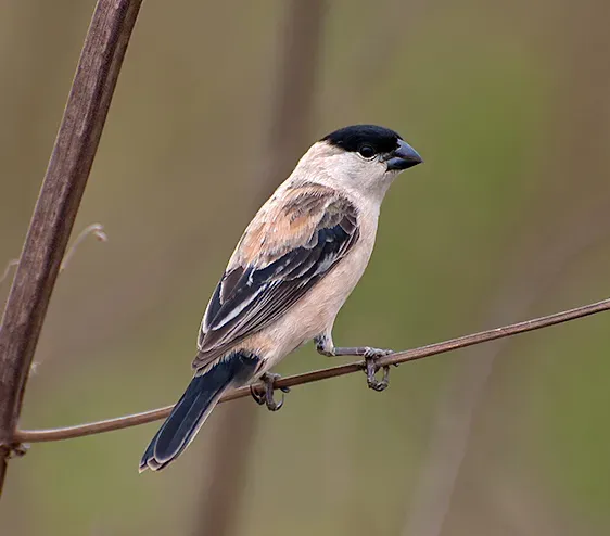 File:Sporophila pileata - Pearly-bellied Seedeater.jpg