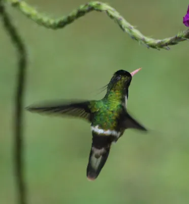 File:Lophornis helenae-2.jpg