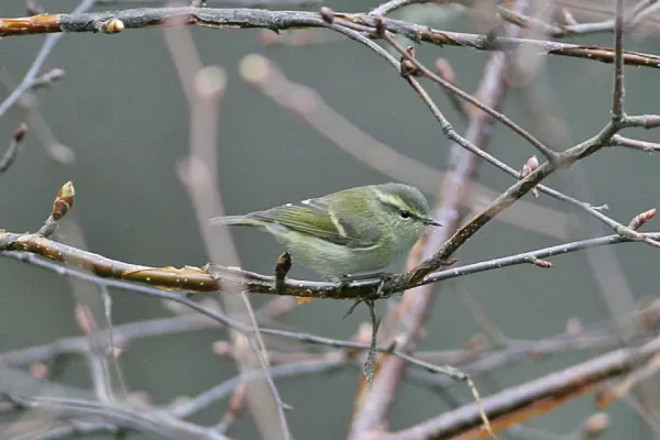 File:Blyth's Leaf Warble (Phylloscopus reguloides) (8077001782).jpg