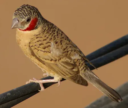 File:Cut-throat Finch (Amadina fasciata, male - Djenné, Mali, 2008).jpg