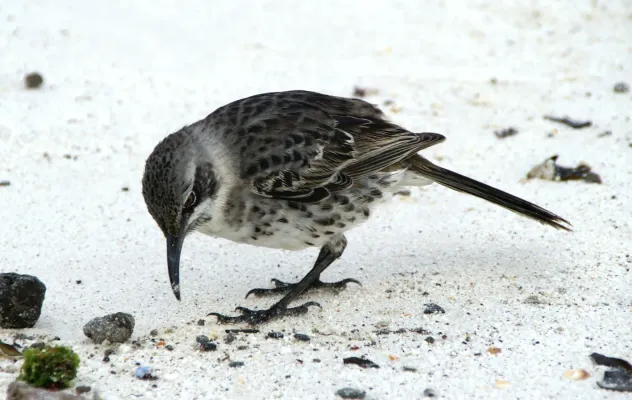 File:Hood Mockingbird (Nesomimus macdonaldi) -on ground.jpg