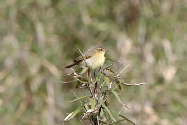 File:Buff-throated Warbler (Phylloscopus subaffinis) (8077157114).jpg