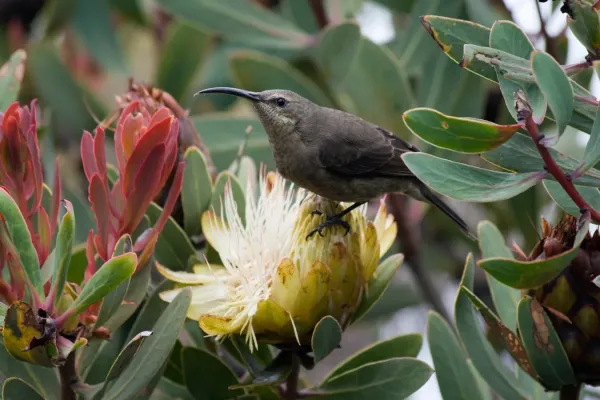 File:Nectarinia famosa female.jpg