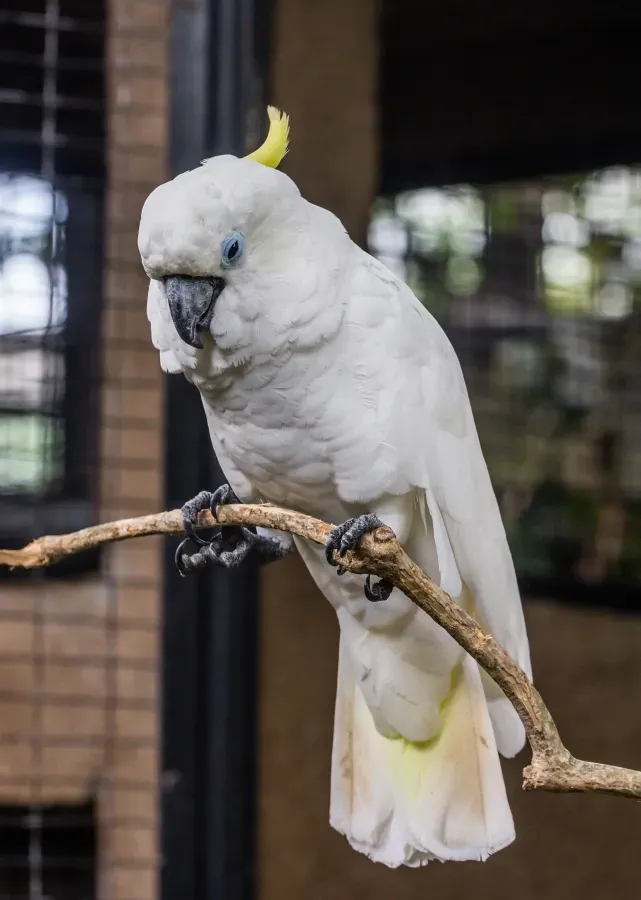 File:Triton cockatoo (Cacatua galerita triton), Gembira Loka Zoo, Yogyakarta, 2015-03-15 05.jpg