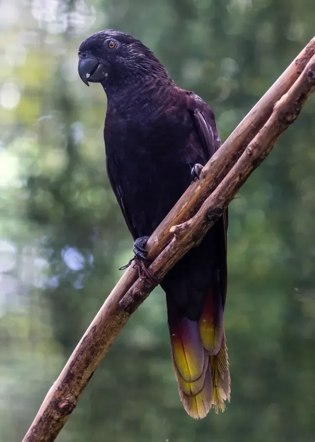File:Black lory (Chalcopsitta atra), Gembira Loka Zoo, Yogyakarta 2015-03-15 01.jpg