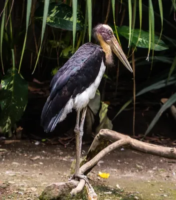 File:Lesser adjutant (Leptoptilos javanicus), Gembira Loka Zoo, Yogyakarta, 2015-03-15 02.jpg