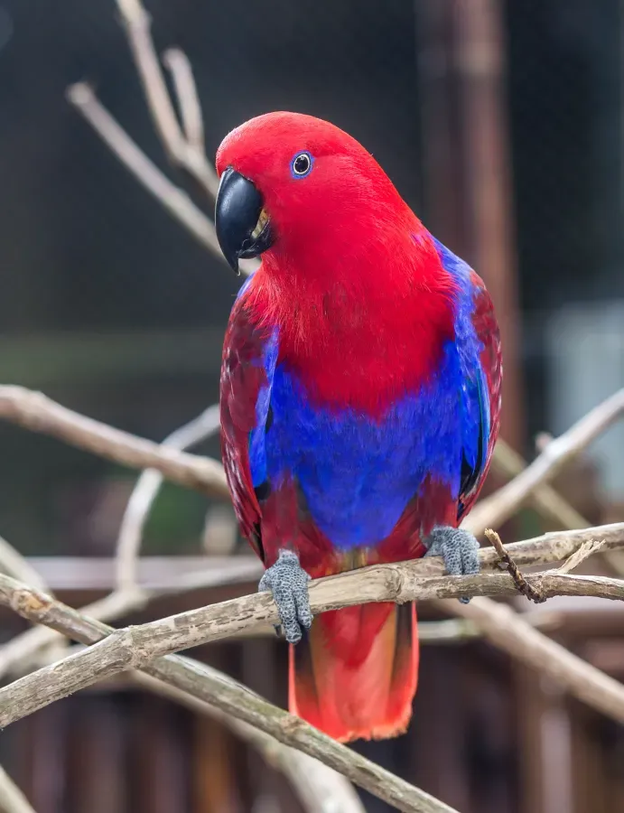 File:Eclectus parrot (Eclectus roratus) female, Gembira Loka Zoo, Yogyakarta, 2015-03-15 01.jpg