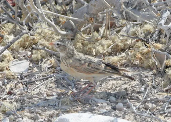 File:Pink-billed Lark (Spizocorys conirostris) (8077320401).jpg