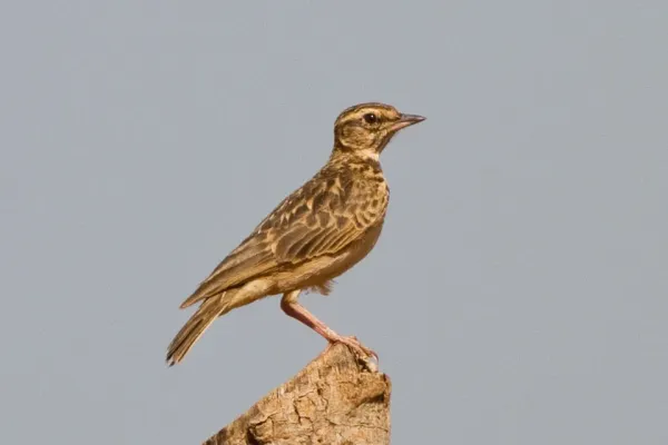 File:Sun Lark (Galerida modesta) (8080033500).jpg