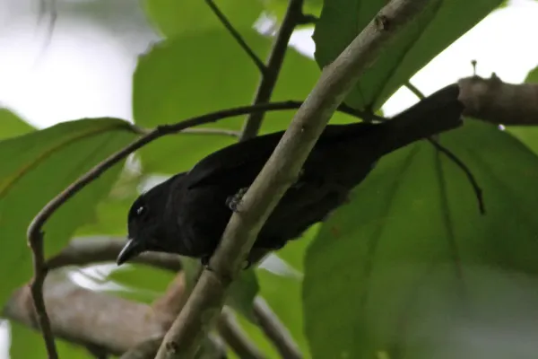 File:Jamaican Becard (Pachyramphus niger) (8082132988).jpg