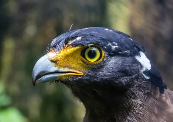 File:Portrait of crested serpent eagle (Spilornis cheela), Gembira Loka Zoo, Yogyakarta, 2015-03-15 02.jpg
