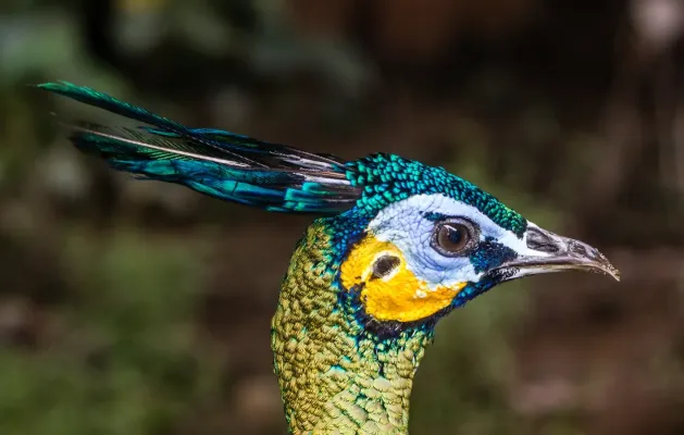 File:Green peafowl (Pavo muticus), Gembira Loka Zoo, Yogyakarta, 2015-03-15.jpg