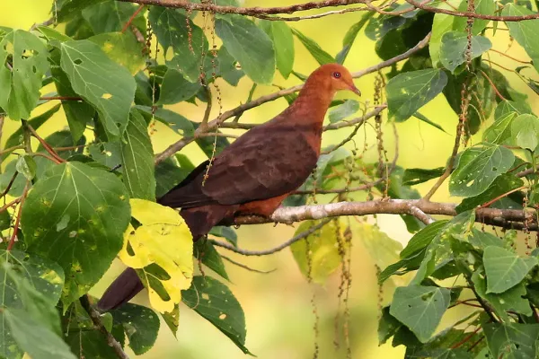 File:Philippine Cuckoo-Dove (Macropygia tenuirostris), Bangkong Kahoy valley, Luzon, Philippines (13736387065).jpg