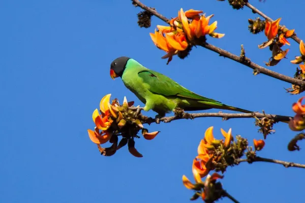 File:Psittacula himalayana, Corbett NP, India.jpg