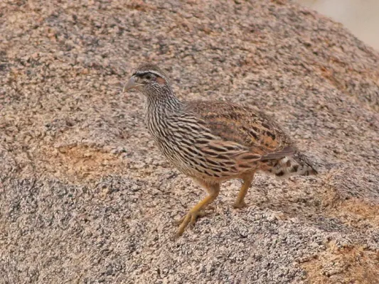 File:Hartlaub's Spurfowl (Pternistis hartlaubi) (8077252708).jpg