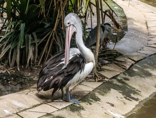 File:Australian pelican (Pelecanus conspicillatus), Gembira Loka Zoo, Yogyakarta, 2015-03-15.jpg