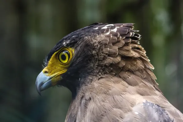 File:Portrait of Spilornis cheela, Gembira Loka Zoo, 2015-03-15.jpg