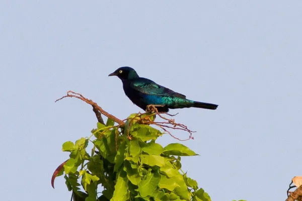 File:Bronze-tailed Starling (Lamprotornis chalcurus) (8080028430).jpg