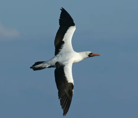 File:Nazca Booby (Sula granti) in flight -Ecuador.jpg