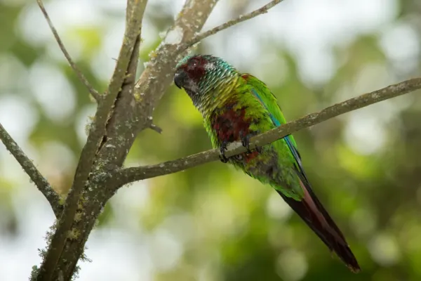 File:Venezuelan Parakeet - Perico Pintado ( Pyrrhura picta emma).jpg