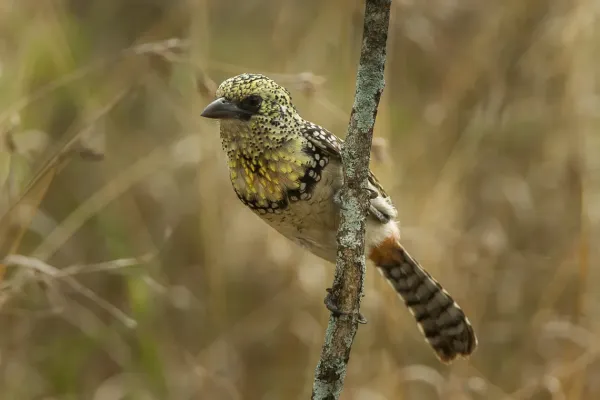File:Usambiro Barbet - Trachyphonus darnaudii usambiro - Kenya IMG 5365.jpg