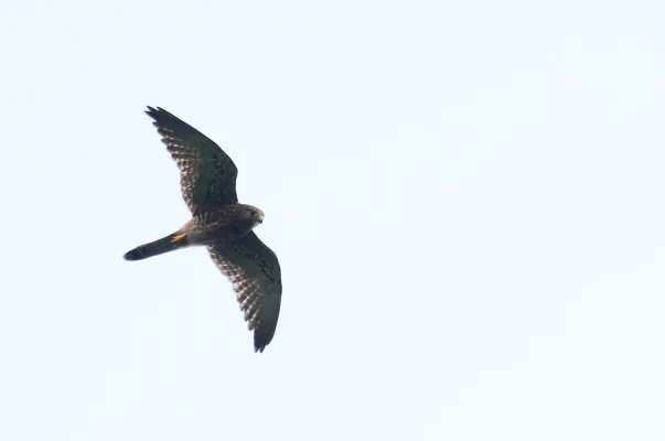 File:Alap-alap sapi-Spotted kestrel (Falco moluccensis) (13899727640).jpg