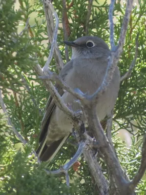 File:Myadestes townsendi ventral.jpg