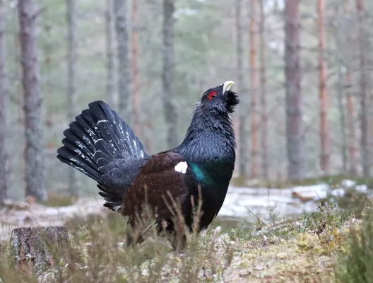 File:Tetrao urogallus, Glenfeshie, Scotland 1.jpg