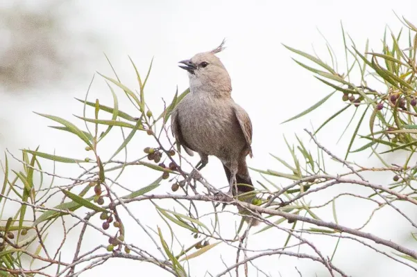 File:Chirruping Wedgebill (Psophodes cristatus).jpg