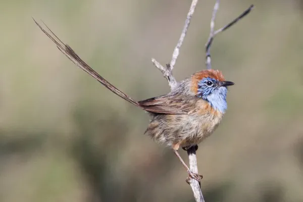File:Mallee Emuwren (Stipiturus mallee) (8079650268).jpg