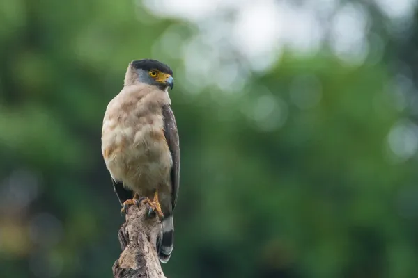 File:Great Nicobar Serpent Eagle (Spilornis klossi) by Shreeram MV.jpg