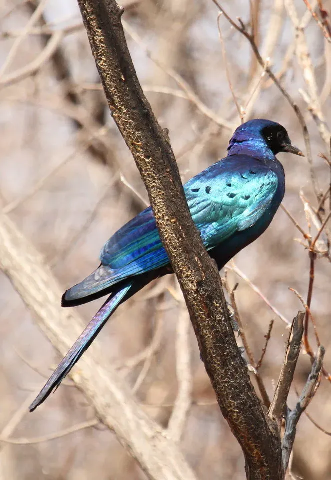 File:Lamprotornis australis, Borakalalo NP, South Africa 3.jpg