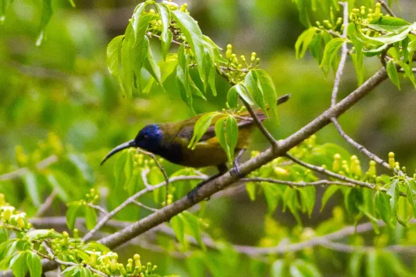 File:Cameroon Sunbird (Cyanomitra oritis).jpg