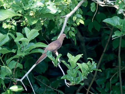 File:MacKinlay’s Cuckoo-Dove (Macropygia mackinlayi) (15716376852).jpg