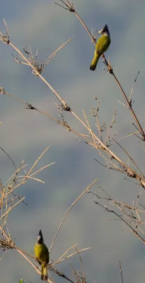 File:Spizixos canifrons.JPG