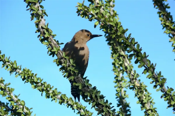 File:Gila Woodpecker (Melanerpes uropygialis) (female).jpg