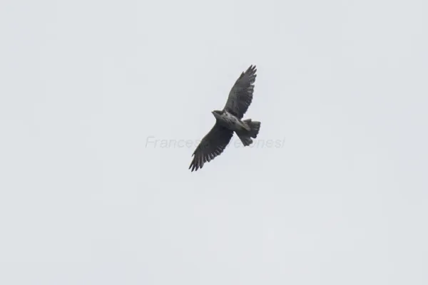 File:Buteo albigula, Ecuador 1.jpg