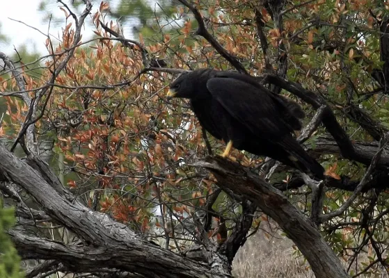 File:Buteo albonotatus, Arizona 1.jpg
