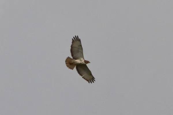 File:Buteo auguralis, Bamenda Highlands, Cameroon.jpg