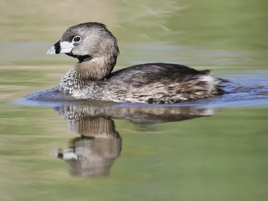 File:Podilymbus-podiceps-001.jpg
