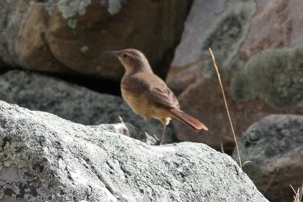 File:Buff-breasted Earthcreeper (Upucerthia validirostris).jpg