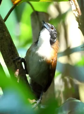 File:Pheugopedius coraya - Coraya wren.JPG
