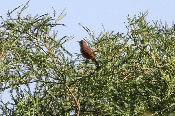 File:Chaco Earthcreeper (Tarphonomus certhioides).jpg