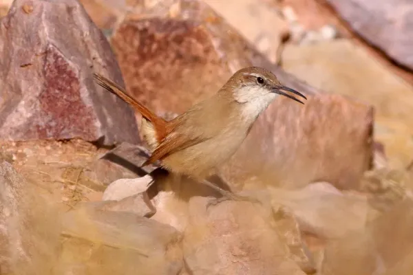 File:Puna Miner (Geositta punensis).jpg